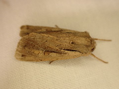 Ichneutica atristriga
