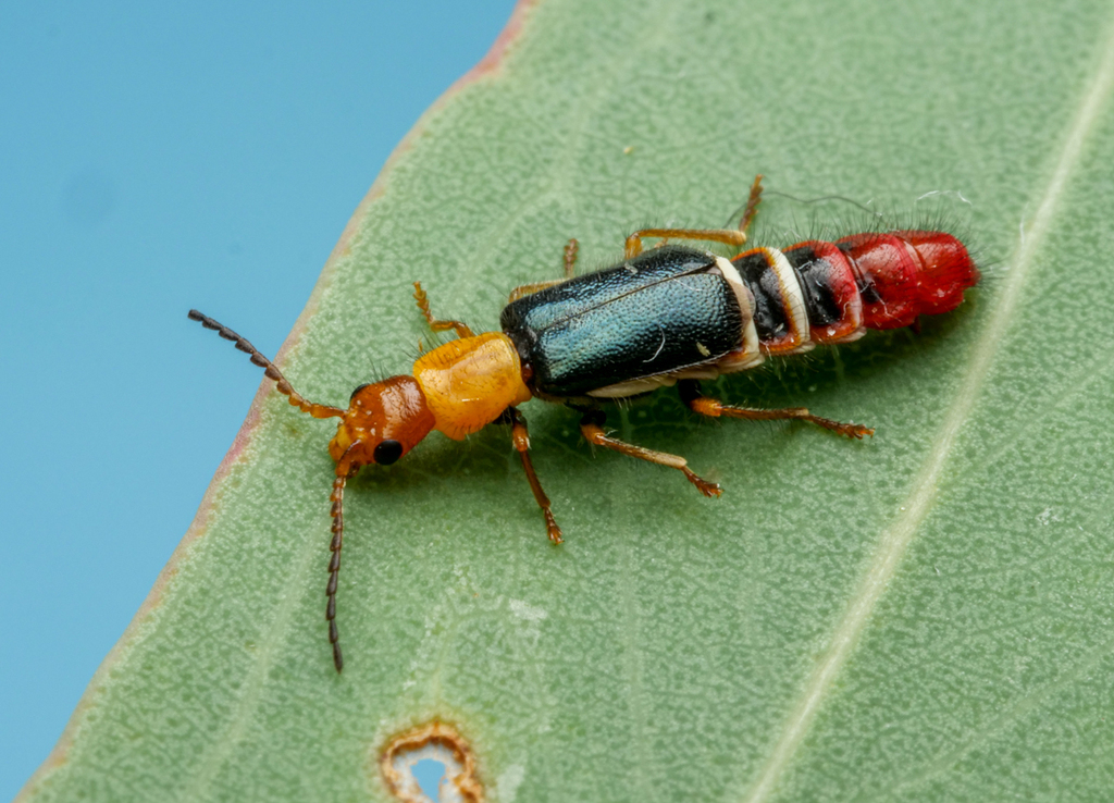 Carphurus