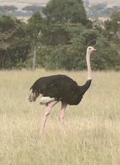 Struthio camelus massaicus