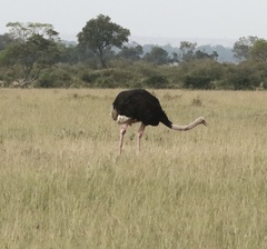 Struthio camelus massaicus