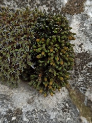 Orthotrichum