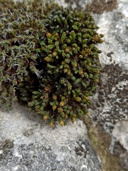 Orthotrichum