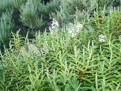 Veronica parviflora