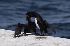 Leucocarbo magellanicus