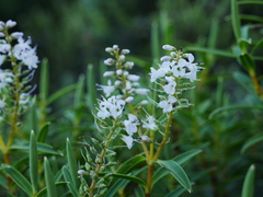 Veronica parviflora