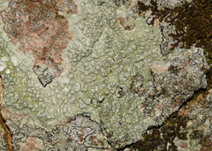 Pertusaria pertusa