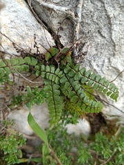 Asplenium trichomanes