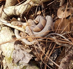 Nerodia sipedon pleuralis