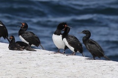 Leucocarbo magellanicus