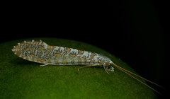 Nectopsyche