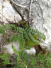 Asplenium trichomanes