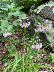 Allium schoenoprasum