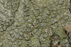 Pertusaria pertusa