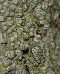 Pertusaria pertusa
