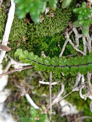 Asplenium trichomanes