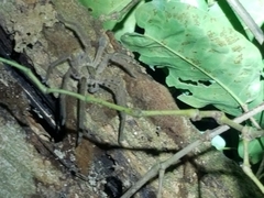 Cupiennius salei