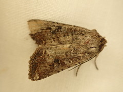 Ichneutica morosa