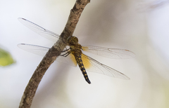 Hydrobasileus brevistylus