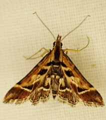 Diasemia grammalis