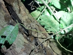 Cupiennius salei