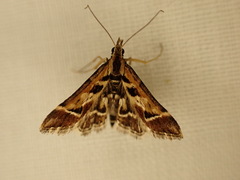 Diasemia grammalis