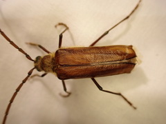 Ochrocydus huttoni