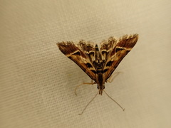 Diasemia grammalis