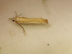 Orocrambus vittellus