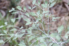 Notobubon galbanum