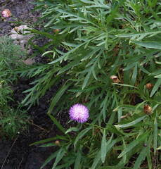 Cheirolophus falcisectus