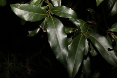 Cryptocarya