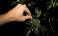 Cryptocarya