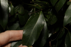 Cryptocarya