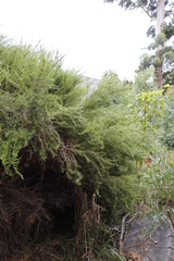 Cliffortia strobilifera