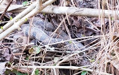 Nerodia sipedon pleuralis