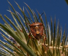 Carpocoris pudicus