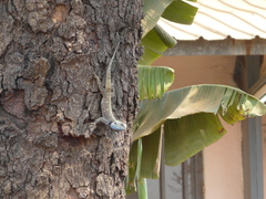 Acanthocercus cyanocephalus