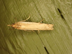 Orocrambus flexuosellus