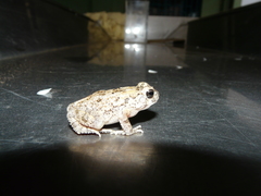 Sclerophrys pusilla