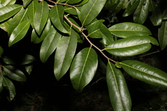 Casearia multinervosa