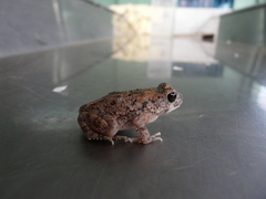 Sclerophrys pusilla