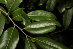 Casearia multinervosa