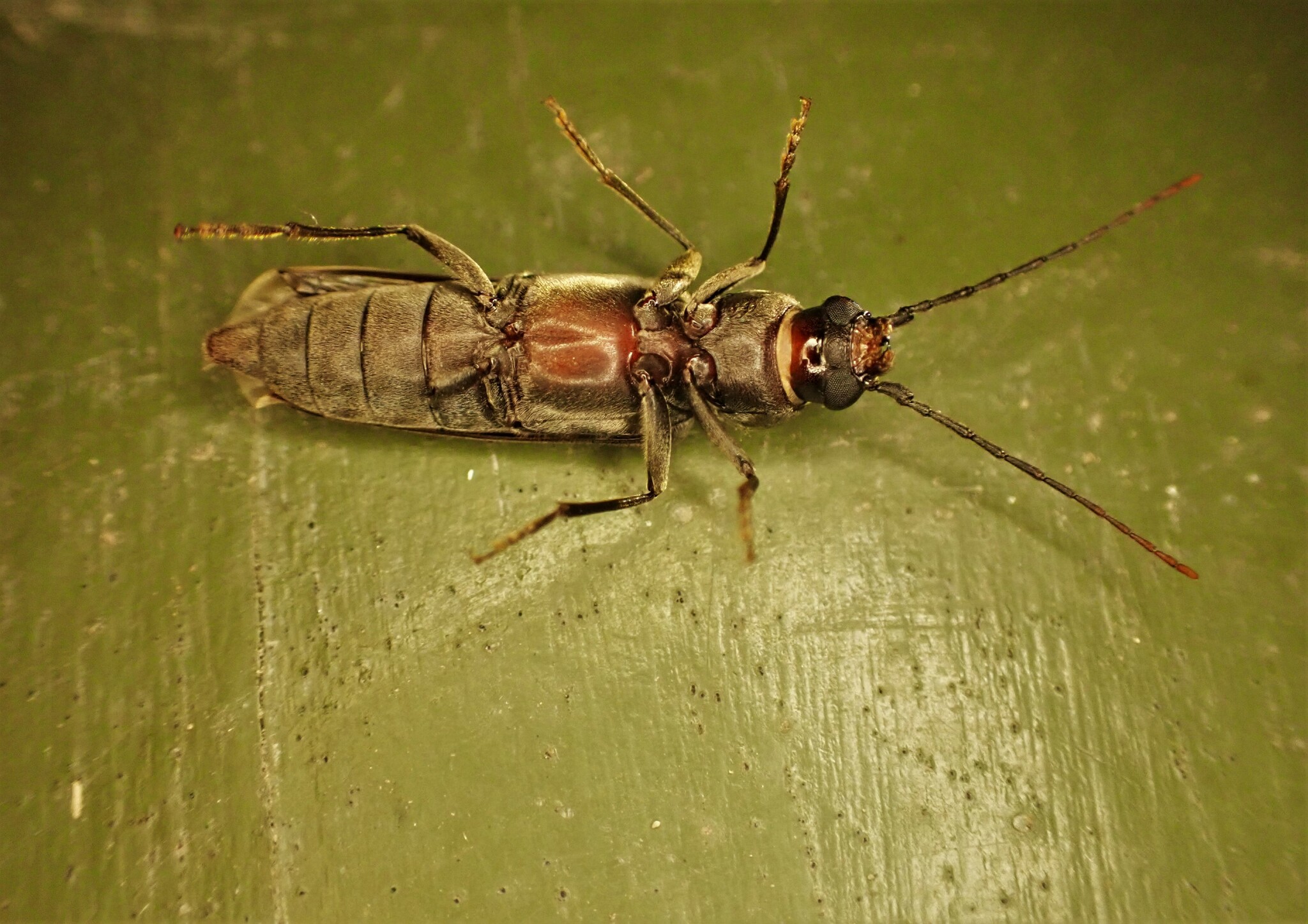 Arhopalus ferus (Mulsant, 1839)