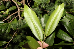 Casearia multinervosa