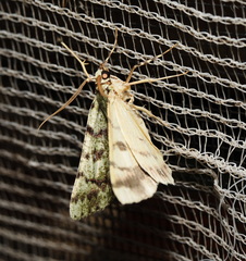 Aeolochroma hypochromaria