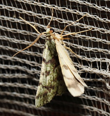 Aeolochroma hypochromaria