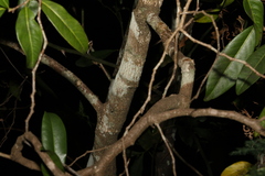 Casearia multinervosa