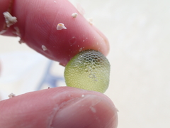 Dictyosphaeria cavernosa