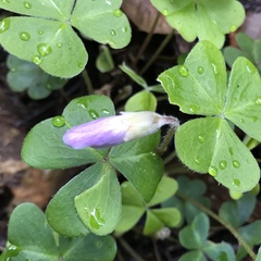 Oxalis oregana