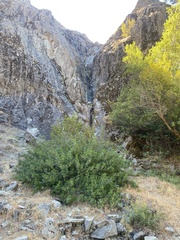 Toxicodendron diversilobum